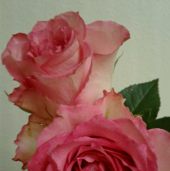 Meet your Posher, Claudia - Picture 1 of 1